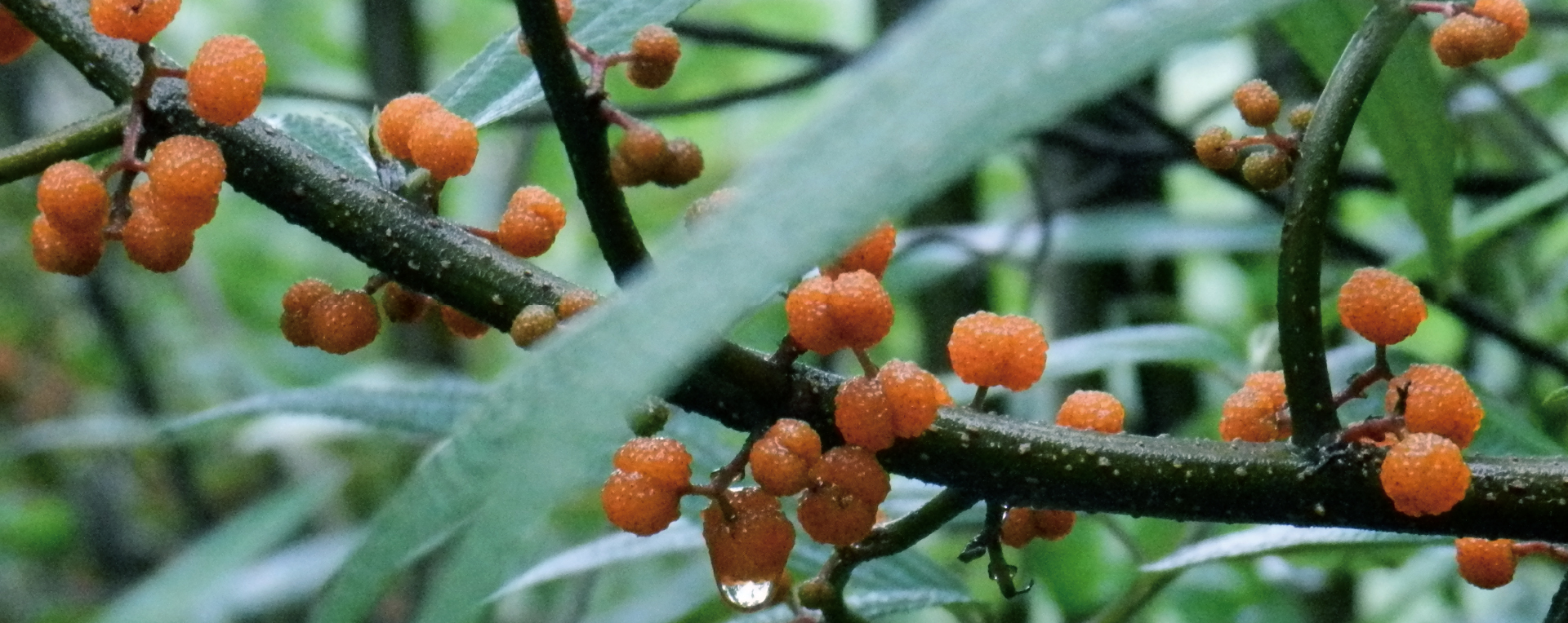 品牌VI設計，VI設計，企業(yè)VI設計公司，微型VI設計項目